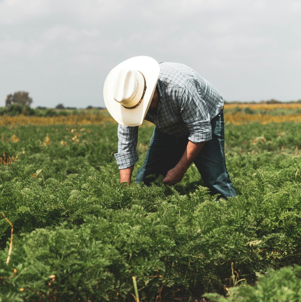 מילה על אורגני